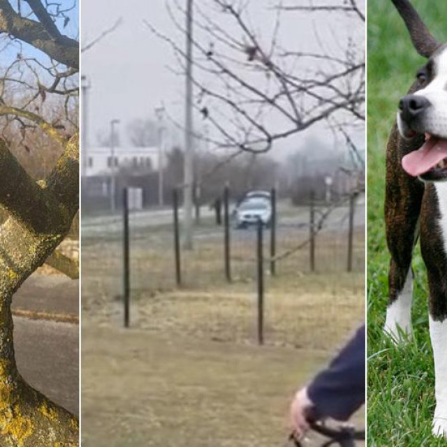 &lt;p&gt;Grana drveta na koju vlasnik vješa psa; isječak iz videa koji je snimila čitateljica i staford (ilustracija)&lt;/p&gt;