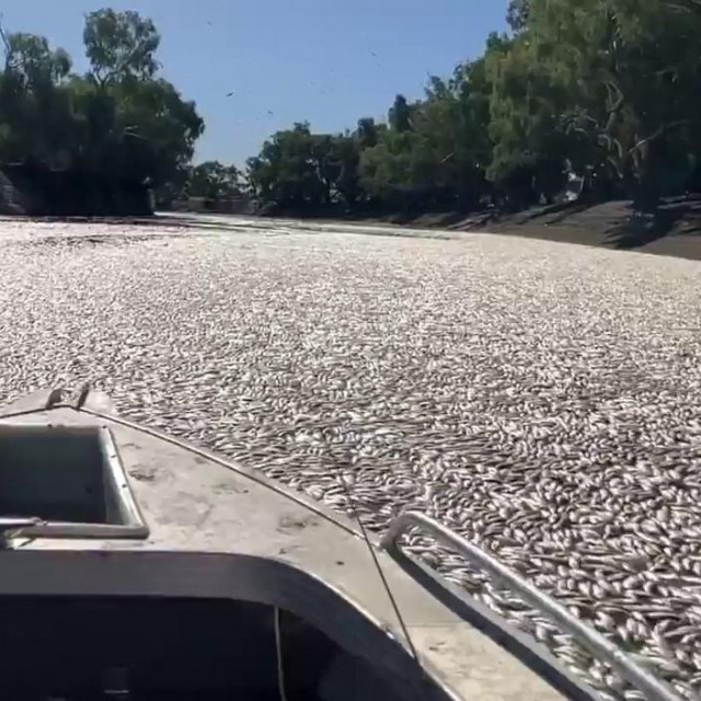 Mrtve ribe na površini rijeke