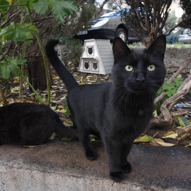 Mačka u Makarskoj