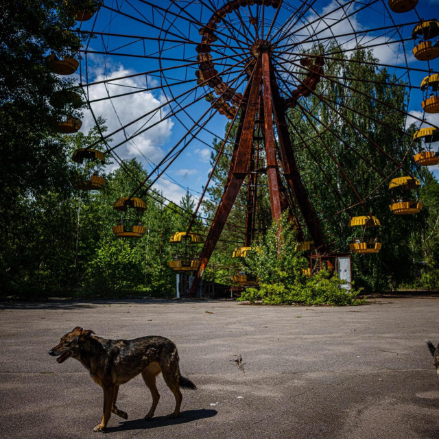 Psi ispred poznatog kotača u Pripjatu, koji nikada nije počeo s radom i čiji su dijelovi iznimno ozračeni