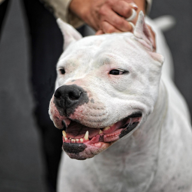 Dogo Argentino/Ilustracija