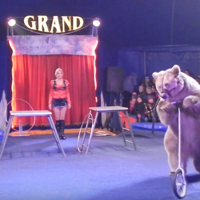 Cirkus sa životinjama, ilustracija
