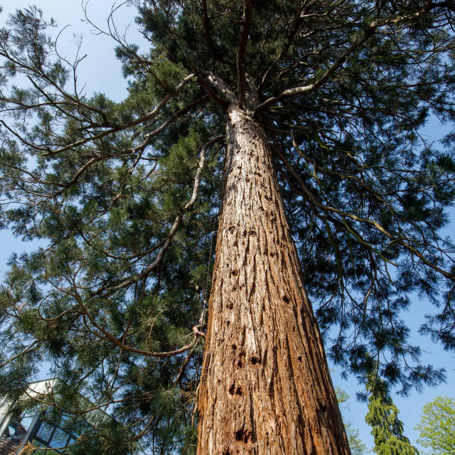 &lt;p&gt;EPIcentar Sequoia, stablo sekvoje&lt;/p&gt;