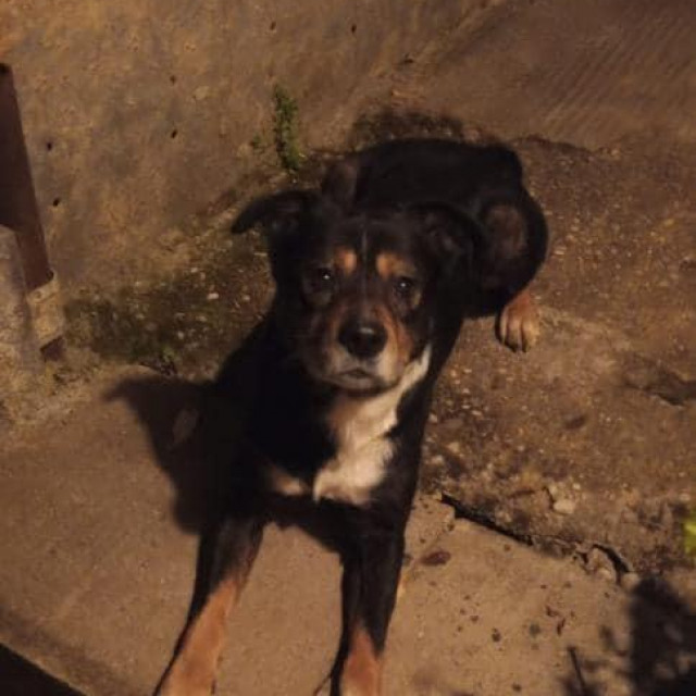 Ozlijeđeni pas zbog kojeg je pozvana pomoć iz Dumovca