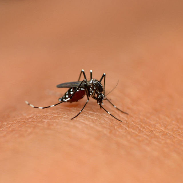 &lt;p&gt;Azijski tigrasti komarac, ilustrativna fotografija&lt;/p&gt;
