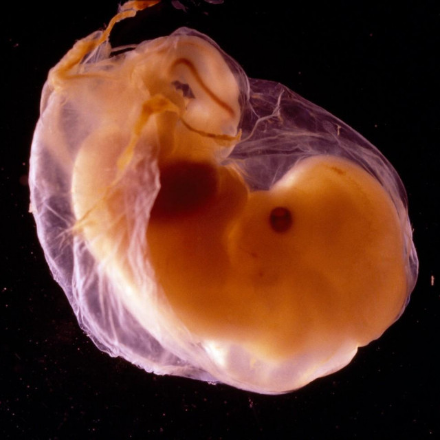 Ljudski embrij (ilustracija)