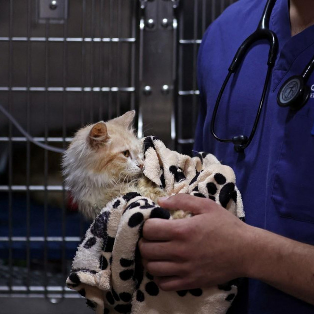 Mačka u veterinarskoj ambulanti na Cipru