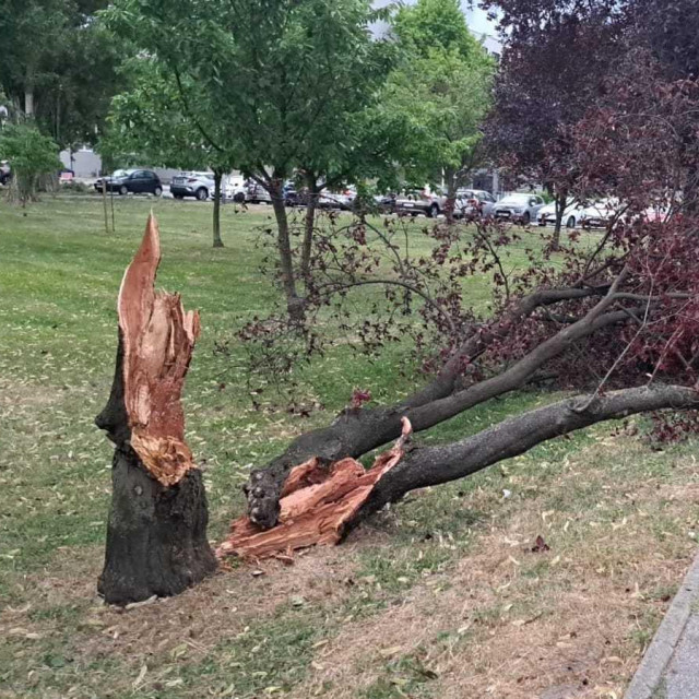 Srušeno stablo u Nehajskoj ulici u Zagrebu