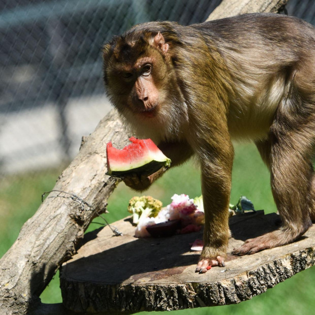 Majmun u zoološkom vrtu u Skoplju
