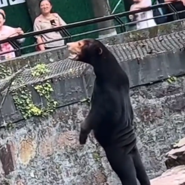 Sunčev medvjed u kineskom zoološkom vrtu