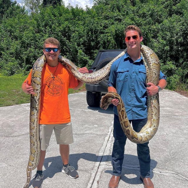 Ženka burmanskog pitona duga 5,8 metara i teška 57 kilograma najveća je dosad ulovljena u Floridi