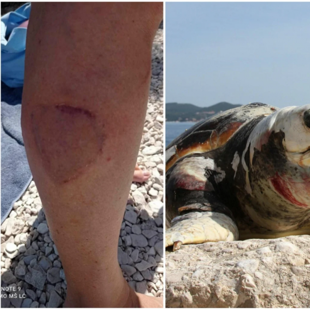 Napad morske kornjače