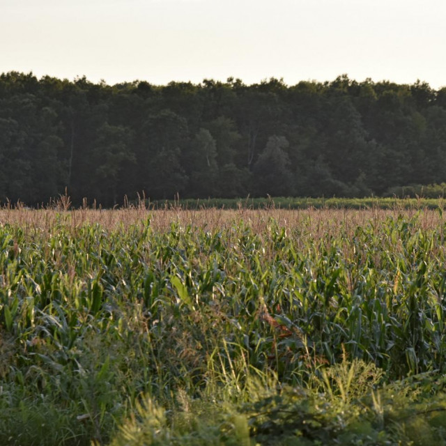 Polje kukuruza (ilustracija)