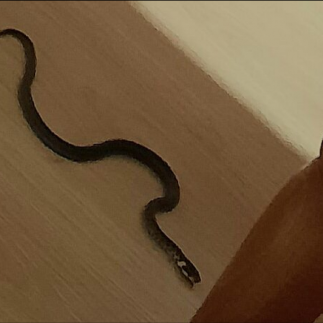 &lt;p&gt;Jedna od zmija snimljenih u kući&lt;/p&gt;