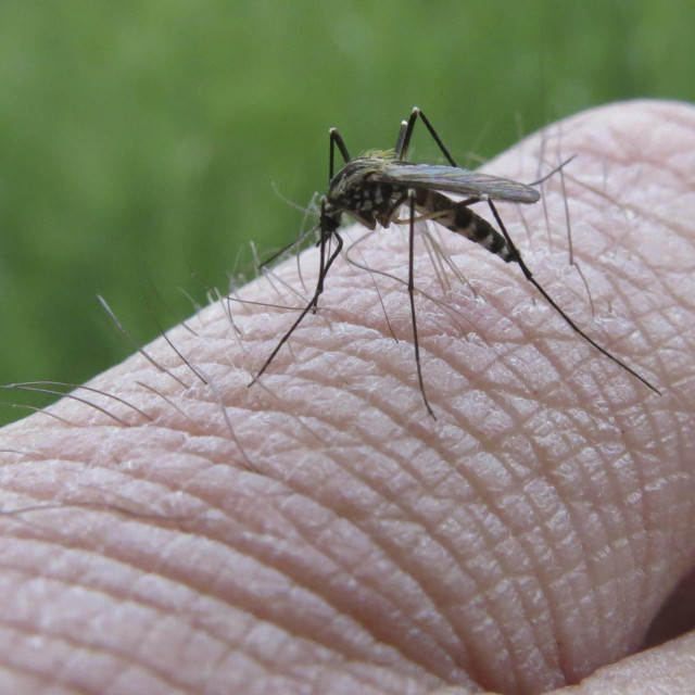 Pula, 270616.
Vrlo kisni lipanj i toplo vrijeme pogodovao je razmnozavanju komaraca. Komaraca u Istri ima na pretek a pri odlazak u prirodu nemoguce je proci bez desetine uboda.