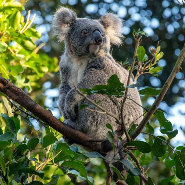 Koala, ilustracija