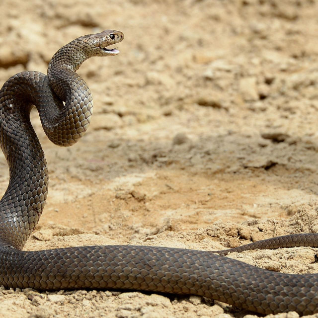 Australska smeđa zmija, ilustracija
