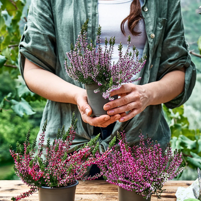 &lt;p&gt;Woman planting calluna vulgaris, common heather, simply heather and erica in a pot on wooden table in the garden. House, garden and balcony decoration with seasonal autumn flowers. Selective focus.&lt;/p&gt;