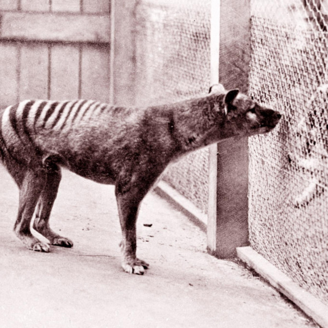 &lt;p&gt;Jedan od posljednjih primjeraka tasmanskog tigra snimljen 1933. &lt;/p&gt;