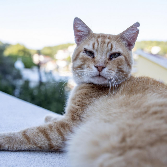 Kastrirane slobodnoživuće mačke imaju trokutastu oznaku na uhu