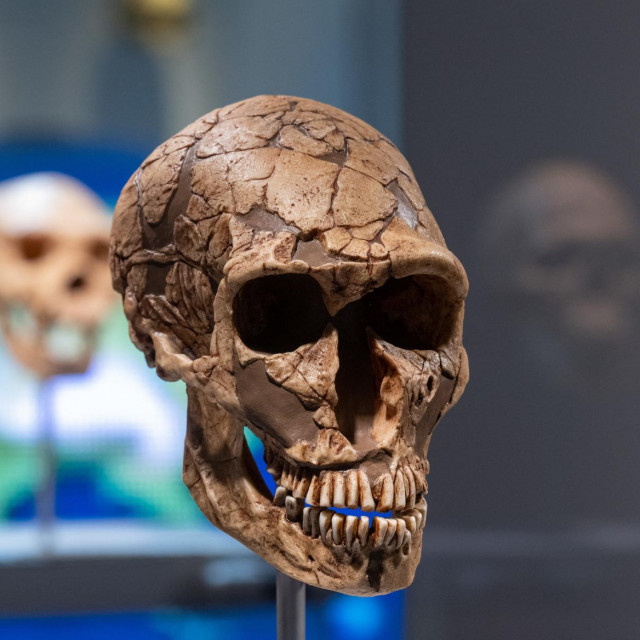 &lt;p&gt;Moderni ljudi i neandertalci potječu od zajedničkog pretka, a ne evolucijskom su se putu razdvojili prije oko 300.000 godina&lt;/p&gt;