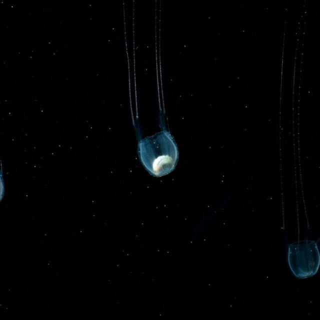 Irukandji jellyfish (Carukia barnesi)