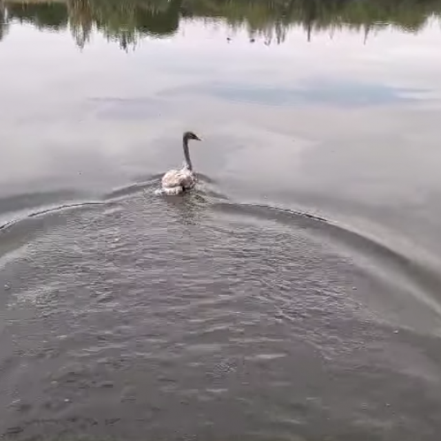 Labud se vraća na jezero