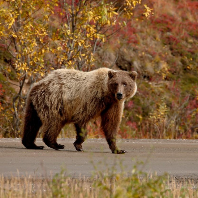Medvjed na cesti (ilustracija)