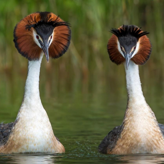 This handout photo taken on December 14, 2021 and released to AFP on November 15, 2023 courtesy of Leanne Buchan Photography shows a pair of Australasian crested grebes, known in New Zealand by its Maori name ”puteketeke”, on Lake Alexandrina in MacKenzie Country, New Zealand‘s South Island. A ”weird puking bird” with a bizarre mating dance has won New Zealand‘s annual avian beauty contest, triumphing after British comedian John Oliver launched an unlikely global campaign.,Image: 822103453, License: Rights-managed, Restrictions: RESTRICTED TO EDITORIAL USE - MANDATORY CREDIT ”AFP PHOTO/LEANNE BUCHAN PHOTOGRAPHY” - NO MARKETING NO ADVERTISING CAMPAIGNS - DISTRIBUTED AS A SERVICE TO CLIENTS, ***
HANDOUT image or SOCIAL MEDIA IMAGE or FILMSTILL for EDITORIAL USE ONLY! * Please note: Fees charged by Profimedia are for the Profimedia‘s services only, and do not, nor are they intended to, convey to the user any ownership of Copyright or License in the material. Profimedia does not claim any ownership including but not limited to Copyright or License in the attached material. By publishing this material you (the user) expressly agree to indemnify and to hold Profimedia and its directors, shareholders and employees harmless from any loss, claims, damages, demands, expenses (including legal fees), or any causes of action or allegation against Profimedia arising out of or connected in any way with publication of the material. Profimedia does not claim any copyright or license in the attached materials. Any downloading fees charged by Profimedia are for Profimedia‘s services only. * Handling Fee Only
***, Model Release: no, Credit line: Leanne Buchan/AFP/Profimedia