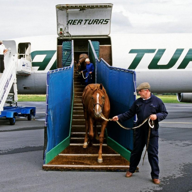&lt;p&gt;Iskrcavanje konja iz aviona; ilustracija&lt;/p&gt;