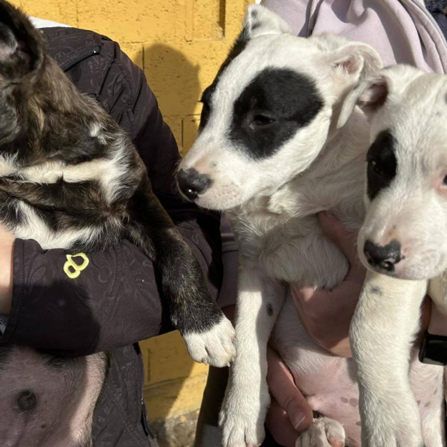 Neki od spašenih pasa iz naselja Kuršanec
 