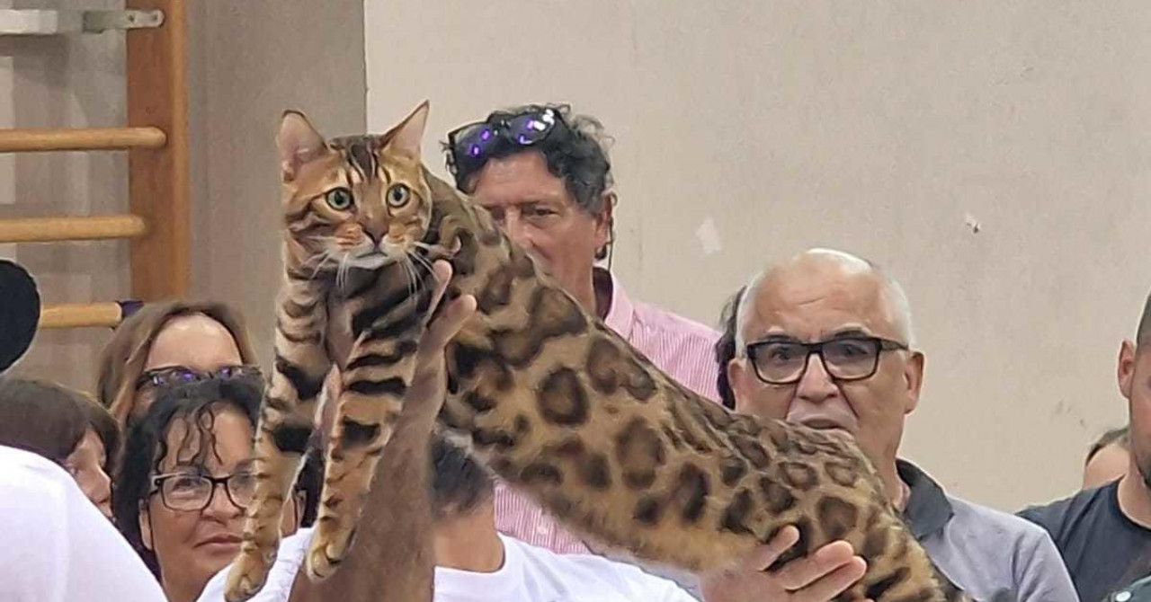 Jutarnji List – Più di 120 gatti sono venuti alla mostra e tra questi c’era il vincitore Mediterranean Nitro