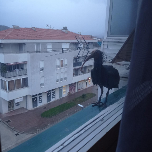 Ćelavi ibis Gipsy, ilustracija
 