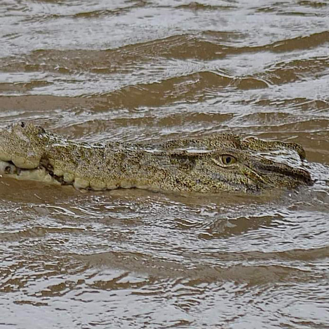 Krokodil u Inghamu