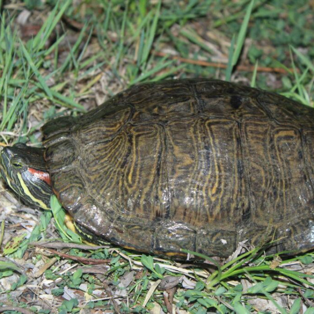 Crvenouha kornjača