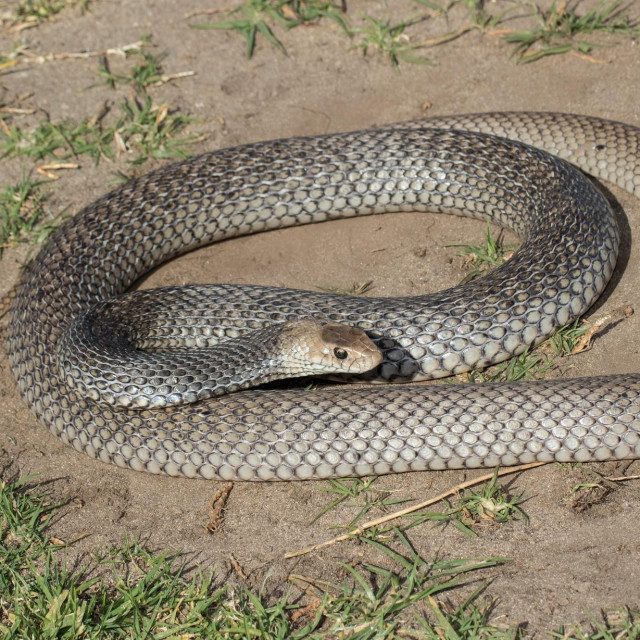 Istočnjačka smeđa zmija (ilustrativna fotografija)