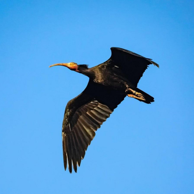 Ćelavi ibis, ilustracija