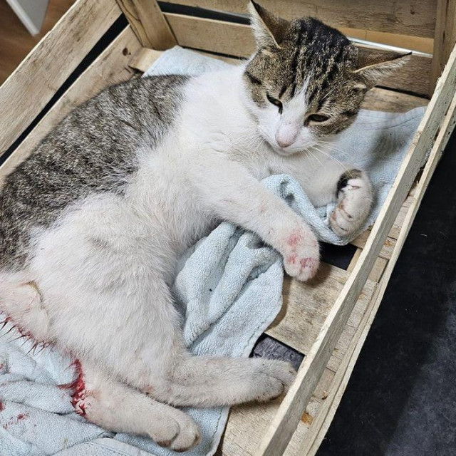 &lt;p&gt;Mačka iz Makarske koja je preminula od ozljeda uzrokovanih petardama&lt;/p&gt;