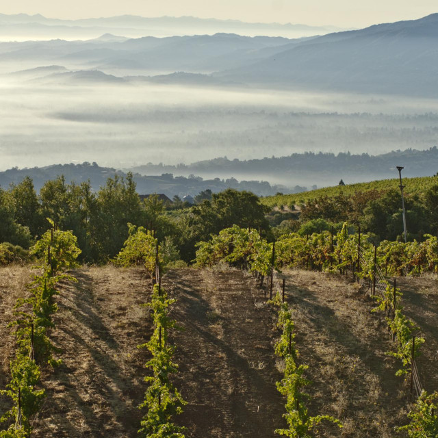 &lt;p&gt;Ridge Vineyards, Santa Cruz Mountains, Cupertino, California&lt;/p&gt;