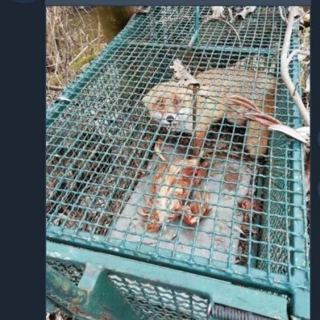 Lisica u kavezu, čeka smrt