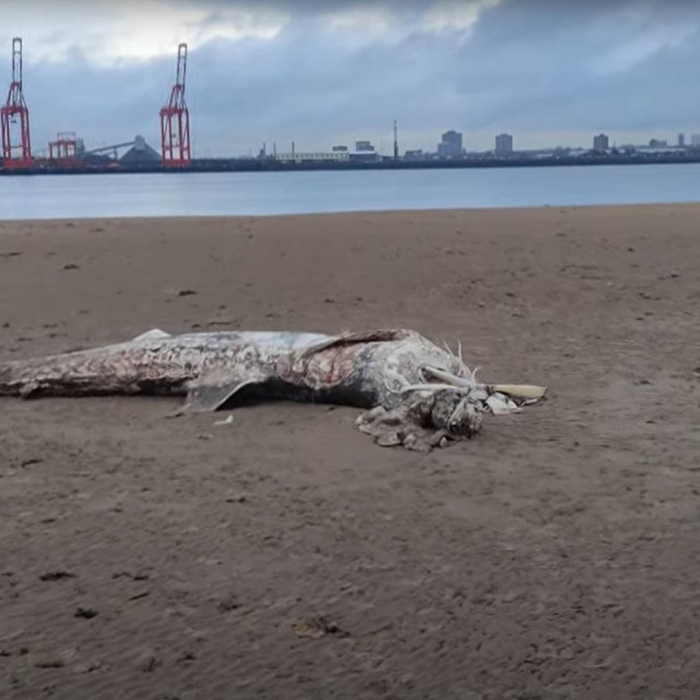 Lešina goleme psine na plaži