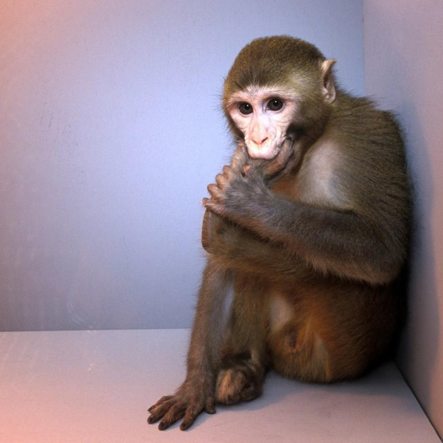 Rezus makaki u laboratoriju, ilustracija