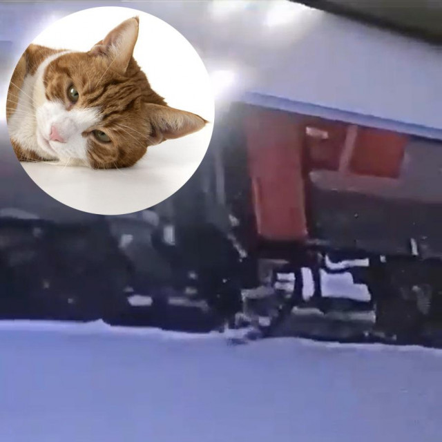 Uznemirujuća snimka na kojoj se vidi kako kondukterka baca mačku iz vlaka u snijeg objavljena je na društvenim mrežama (fotografija mačke je ilustrativna)