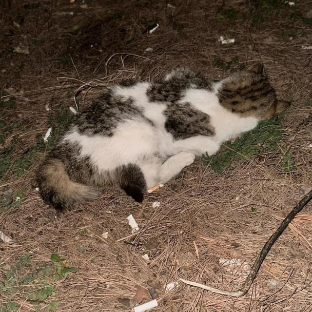 Ubijena mačka u Imotskom
