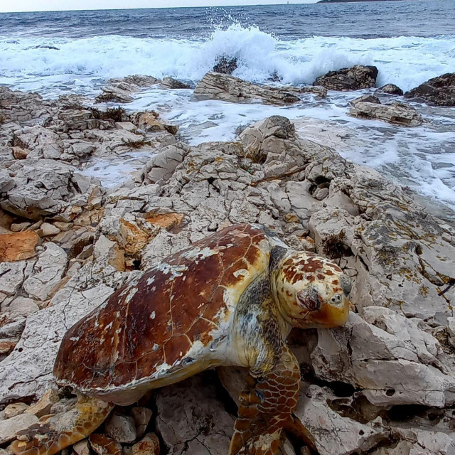 Želve na Dugom otoku