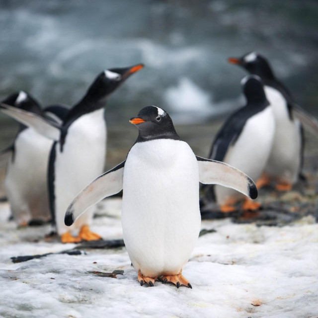 &lt;p&gt;Pingvini na otoku Galindez na Antarktici&lt;/p&gt;