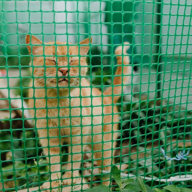 Slijepa mačka u skloništu, ilustracija