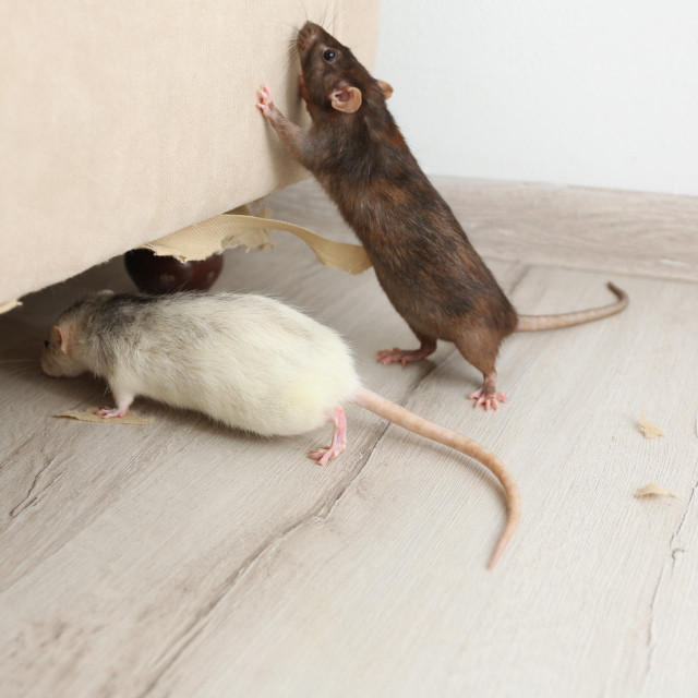 Rats near damaged furniture indoors. Pest control