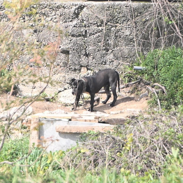 Uhićen muskarac koji je držao 67 pasa i 2 vuka u groznim uvijetima i zlostavljao ih