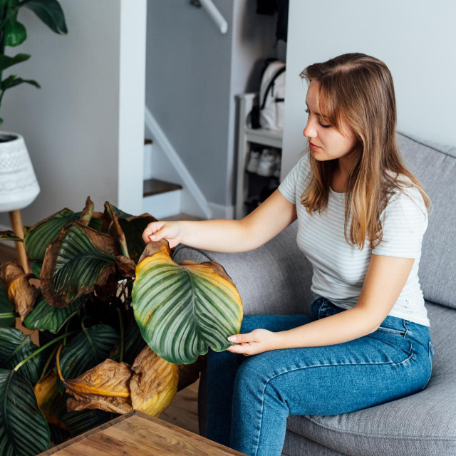 Young upset, sad woman examining dried dead foliage of her home plant Calathea. Houseplants diseases. Diseases Disorders Identification and Treatment, Houseplants sun burn. Damaged Leaves